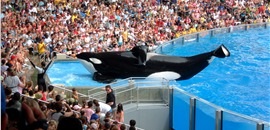 Seaworld, Orlando. Seaworld, Orlando